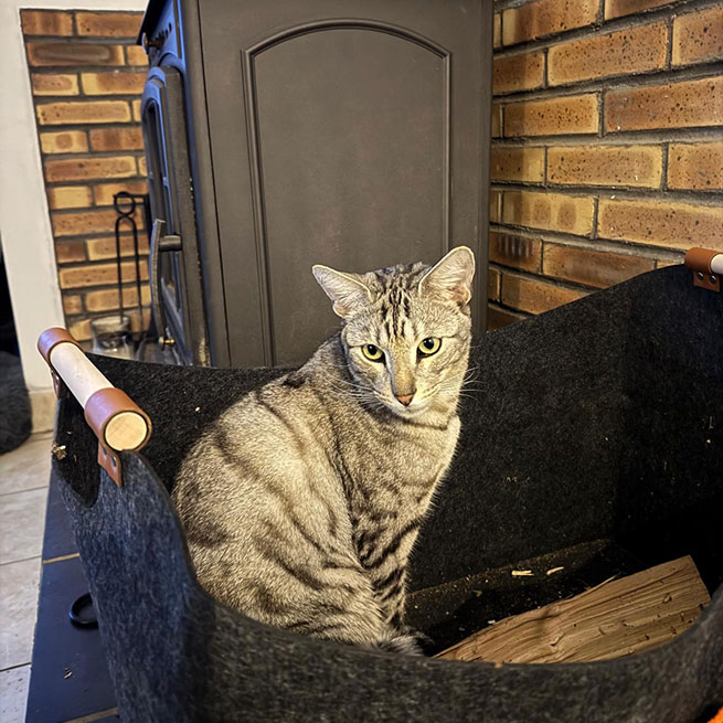 Dylan the cat